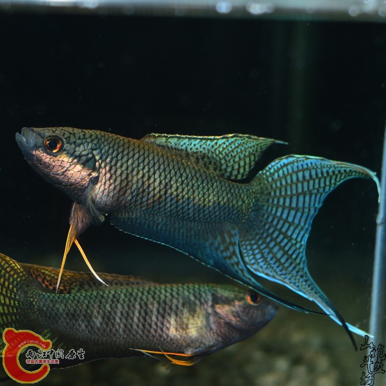 DSC_0231 副本.JPG