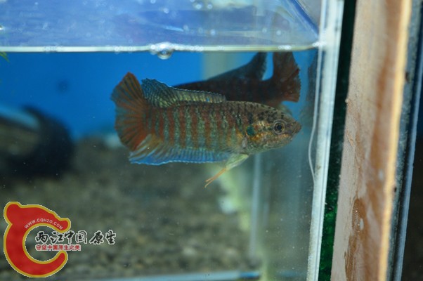 DSC_0082 副本.jpg