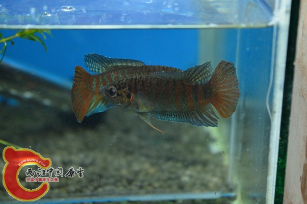 DSC_0084 副本.jpg