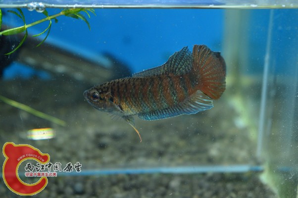 DSC_0085 副本.jpg