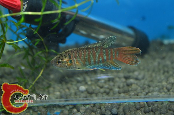 DSC_0086 副本.jpg