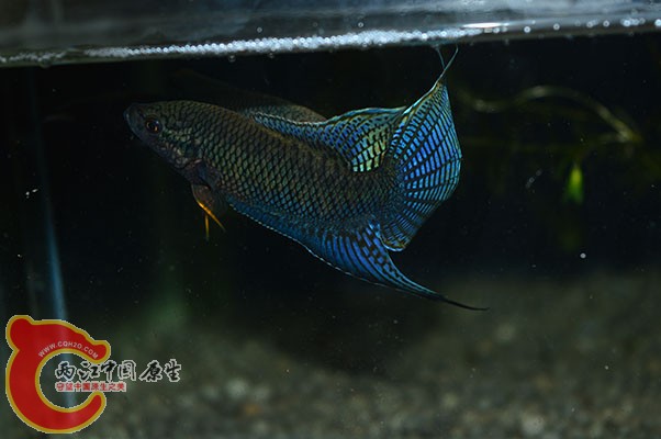 DSC_0285 副本.jpg