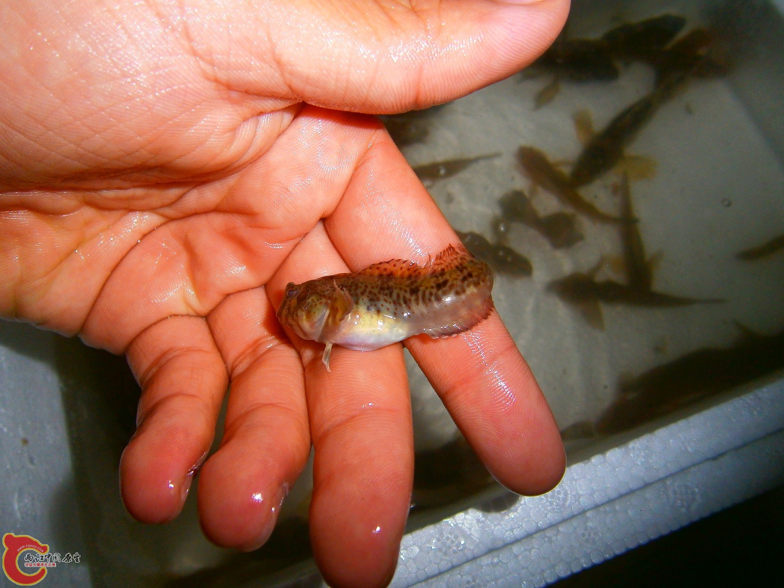 副鳚Parablennius yatabei