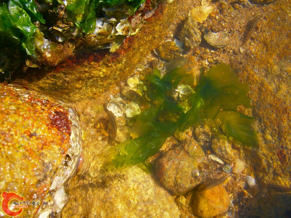 美肩鳃鳚Omobranchus elegans/纹缟鰕虎Tridentiger trigonocephalus