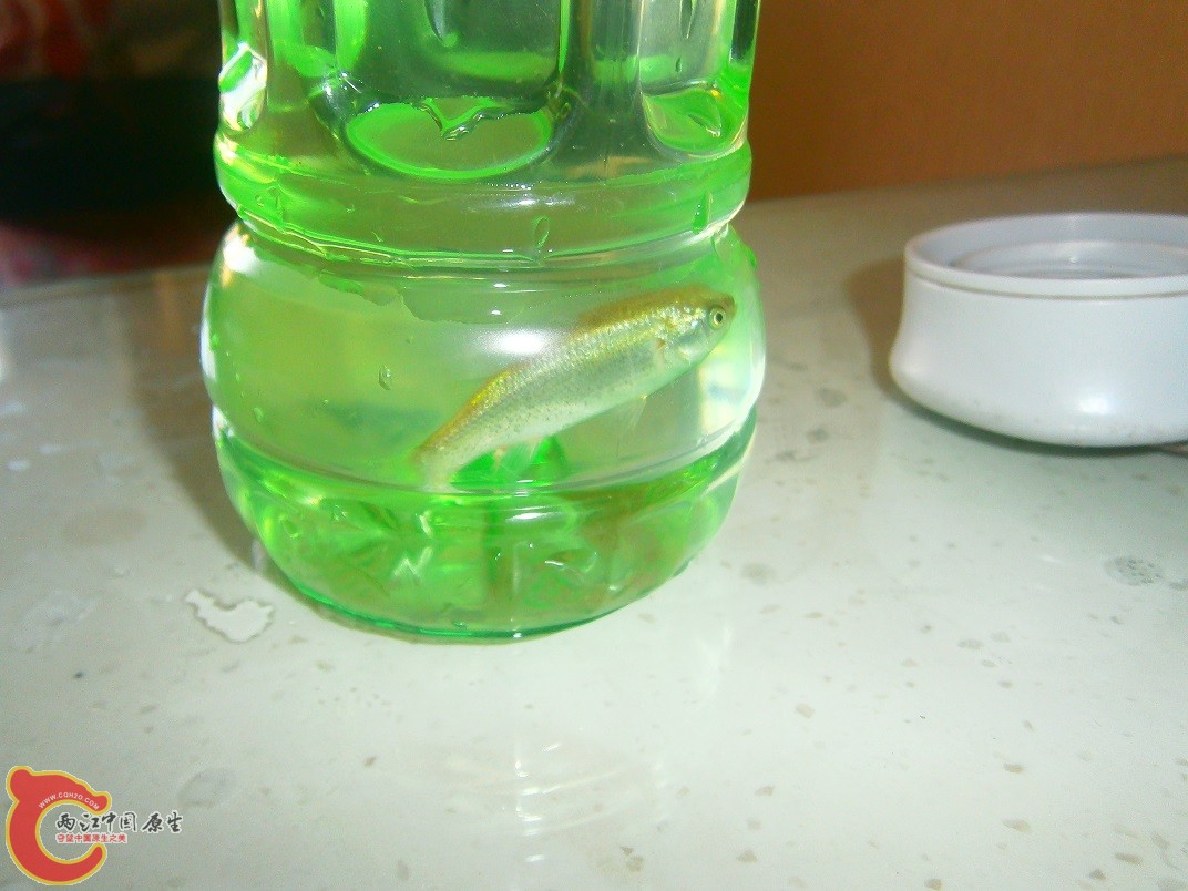 鲻Mugil cephalus