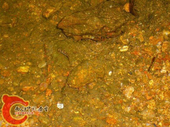 光唇鱼Acrossocheilus fasciatus