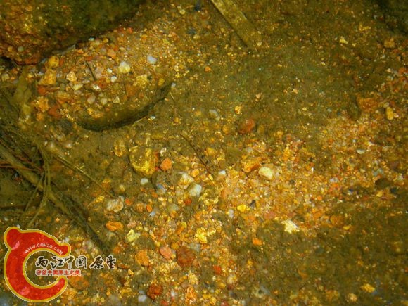 光唇鱼Acrossocheilus fasciatus