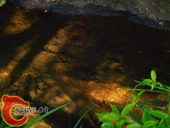 光唇鱼Acrossocheilus fasciatus