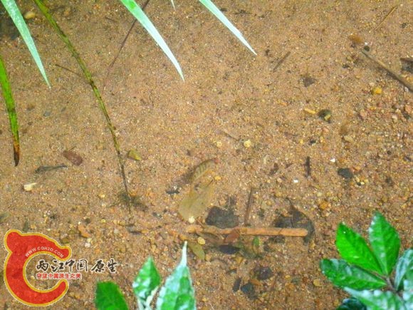 光唇鱼Acrossocheilus fasciatus