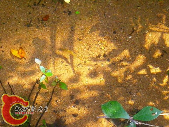 马口鱼Opsariichthys bidens