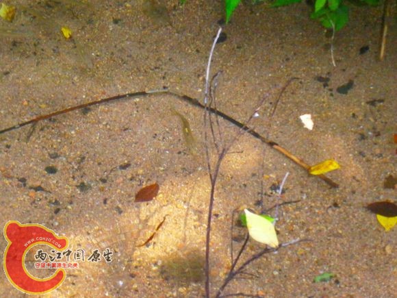 马口鱼Opsariichthys bidens