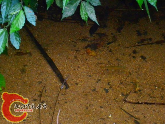 马口鱼Opsariichthys bidens