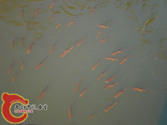 光倒刺鲃Spinibarbus hollandi