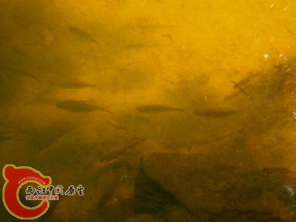 大眼华鳊Sinibrama macrops