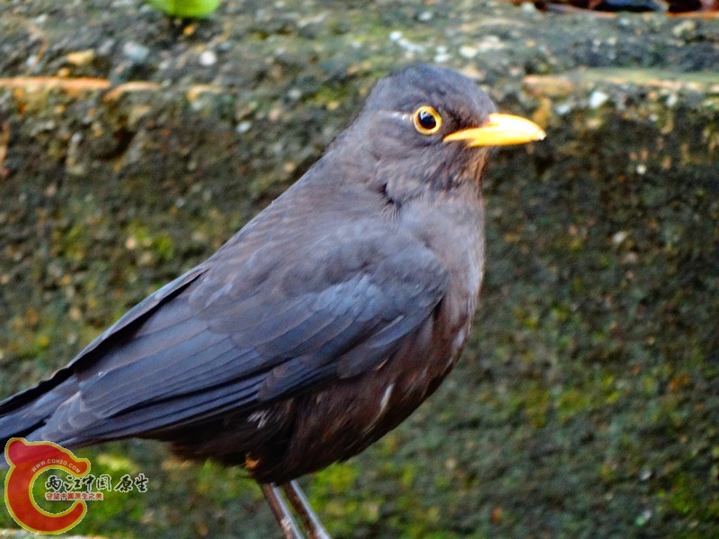 DSC02221.JPG