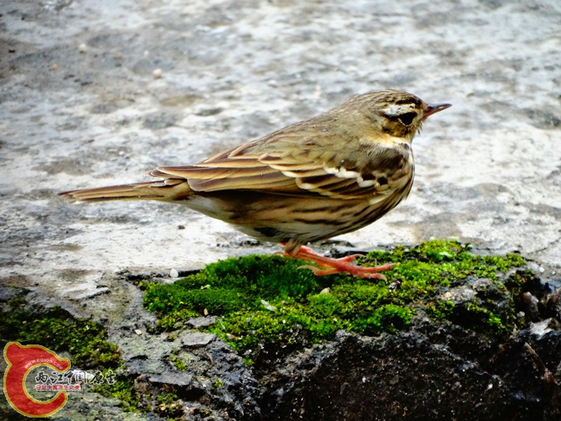 DSC02227.JPG