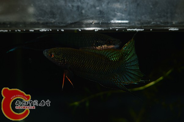 DSC_0095 副本.jpg