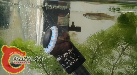 不知道什么鱼