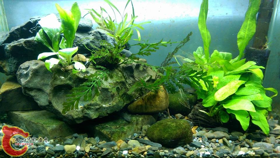 放些水草讓蝦子躲藏