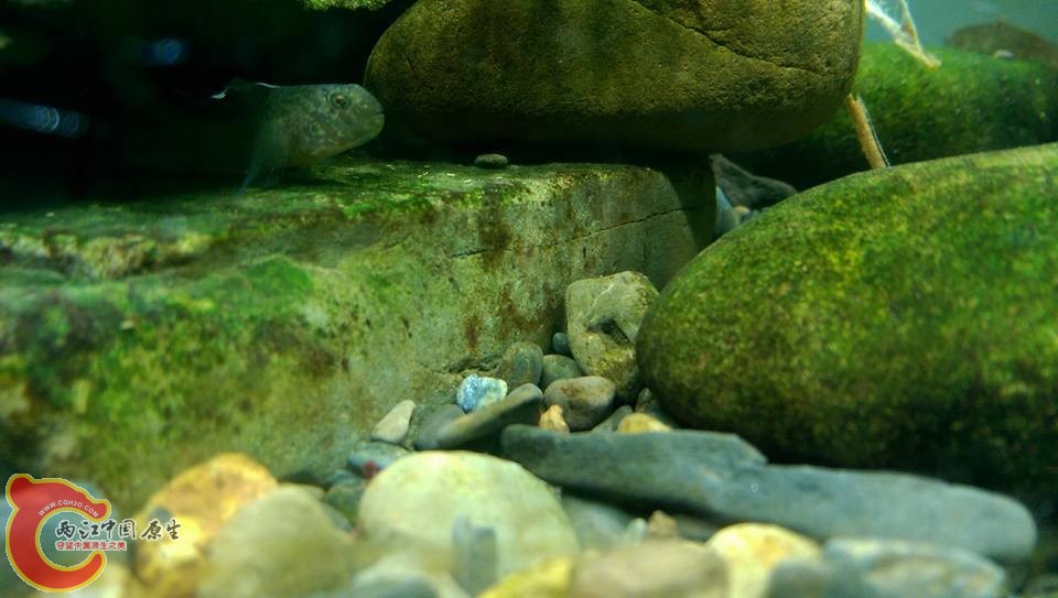 前幾天去溪邊小採的巴庫