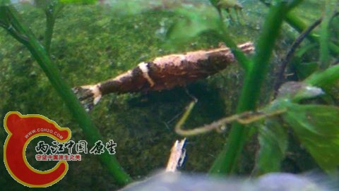 小採道的齒額米蝦