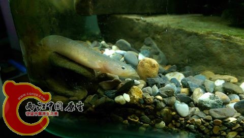 養了快一年的竿鯊