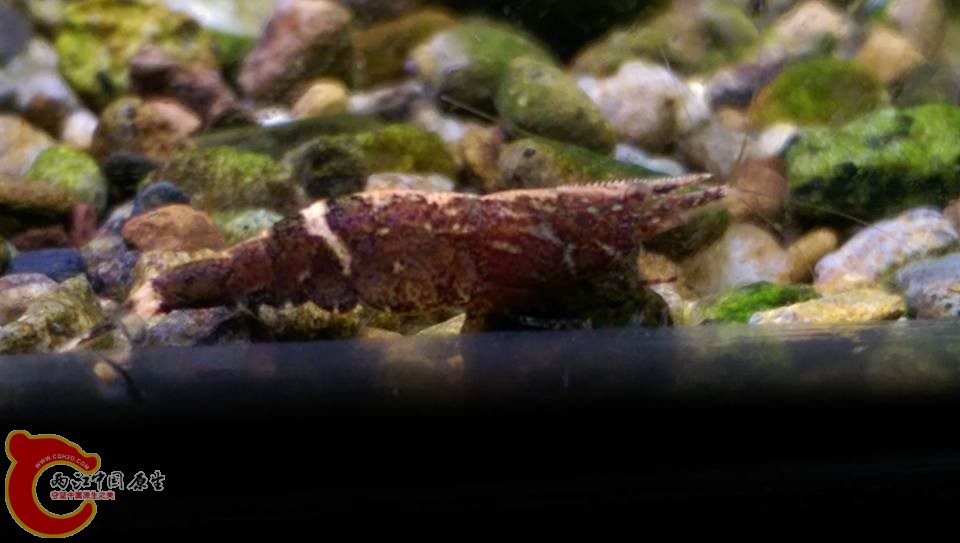 齒額米蝦的特徵~有齒狀的前額