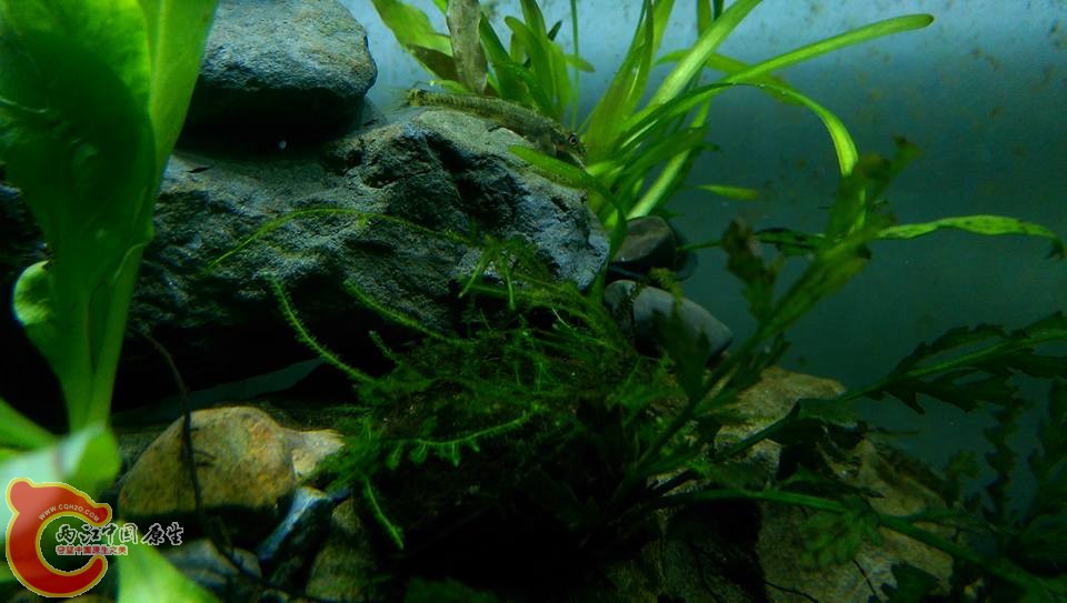 錢幾天小採的溪鱧