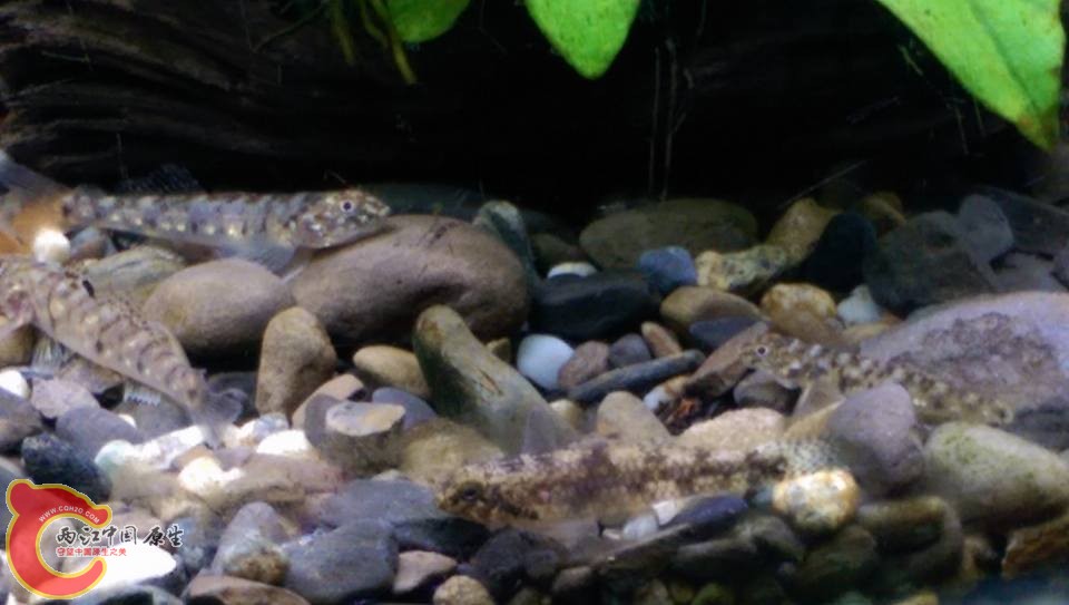 曙首厚唇鯊、巴庫