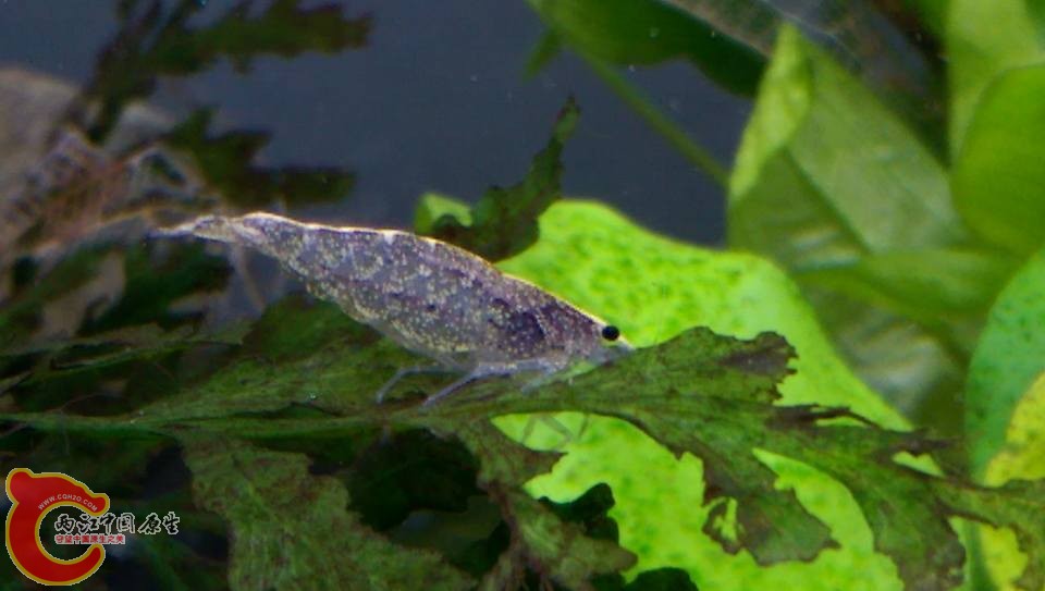 還找不出名字的米蝦