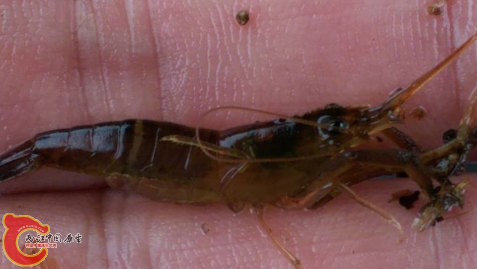 小毛指沼蝦~洄游性