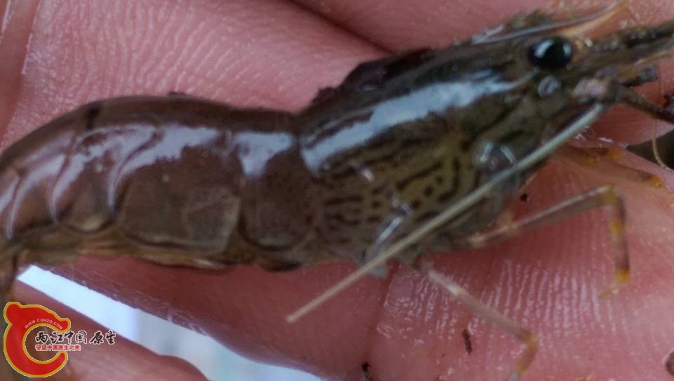 小大和沼蝦~洄游性
