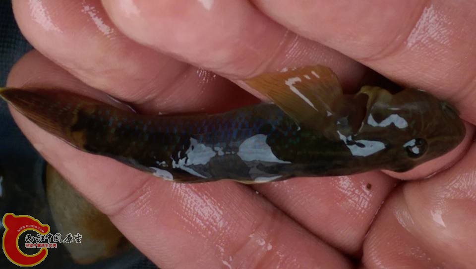 體型顏色都很美的台灣吻公魚