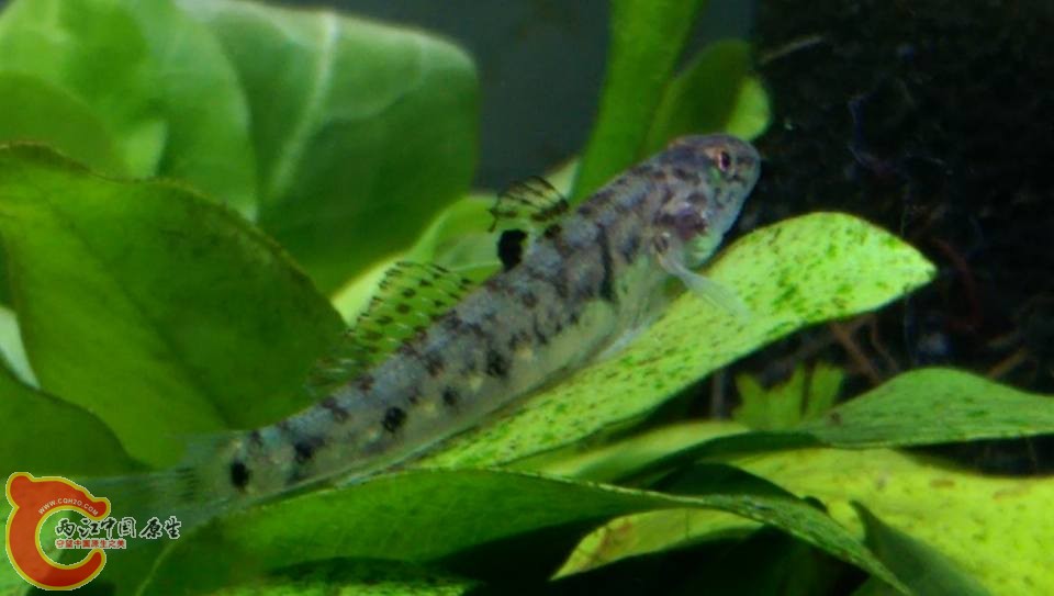 眼斑厚唇鯊幼魚