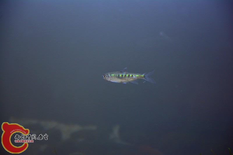 DSC_1515.JPG