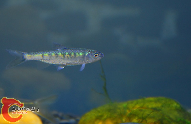 DSC_1518.JPG