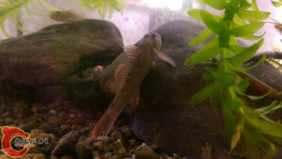 好久沒玩的明潭吻