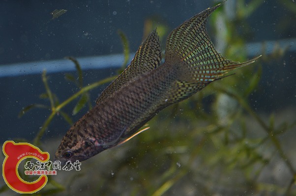 DSC_0002 (2) 副本.jpg