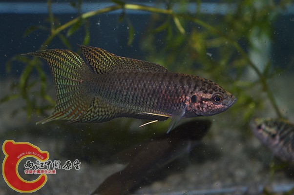 DSC_0003 (2) 副本.jpg