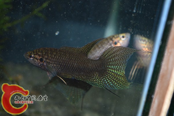 DSC_0005 (2) 副本.jpg