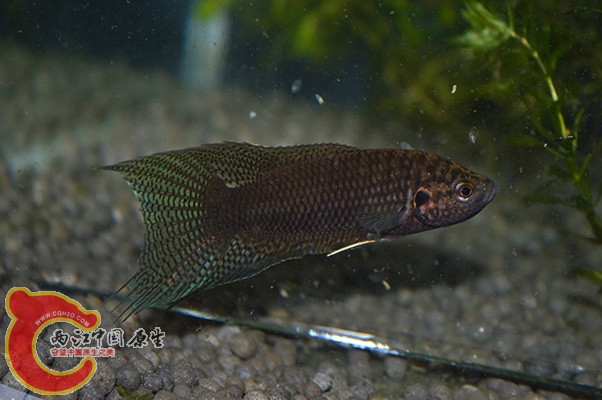 DSC_0008 (2) 副本.jpg