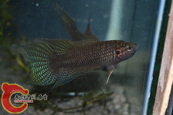 DSC_0009 (2) 副本.jpg