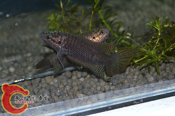 DSC_0010 (2) 副本.JPG