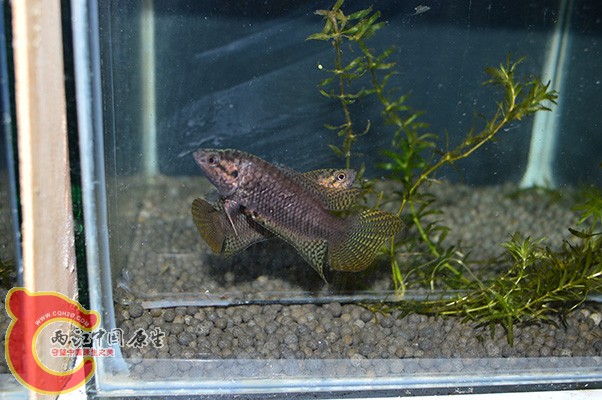 DSC_0014 (2) 副本.jpg