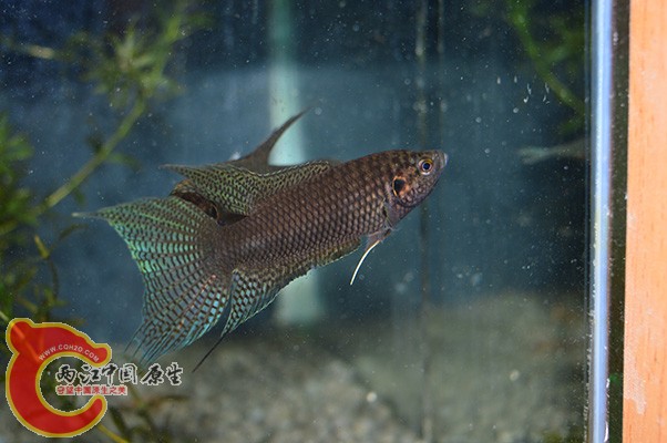 DSC_0017 (2) 副本.jpg