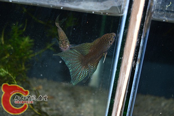 DSC_0019 (2) 副本.jpg