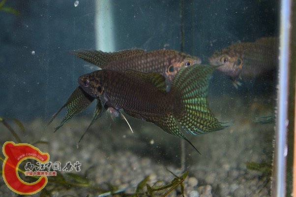 DSC_0021 (2) 副本.jpg