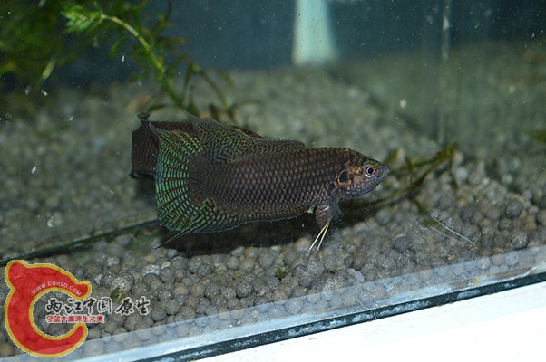 DSC_0024 (2) 副本.jpg