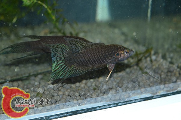 DSC_0025 (2) 副本.jpg