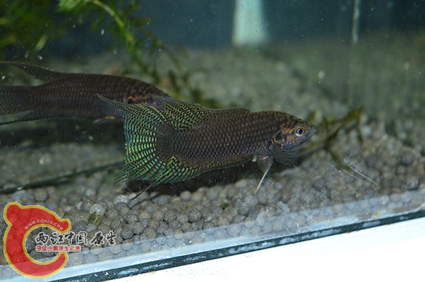 DSC_0026 (2) 副本.jpg